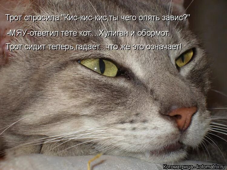 Котоматрица осень. Опять завис. Мем завис интернет. Я задеваю мышку компьютер. Смешные рыжие коты с надписями.
