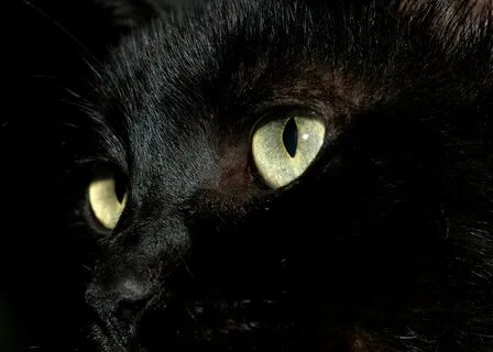 День черного кота