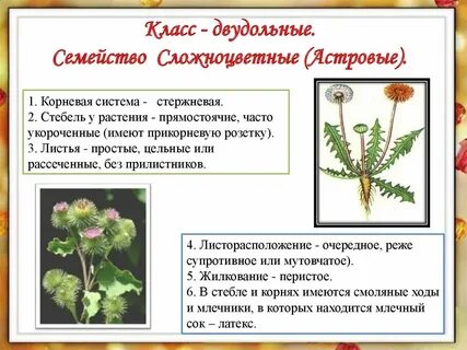 Сложноцветные корень растения