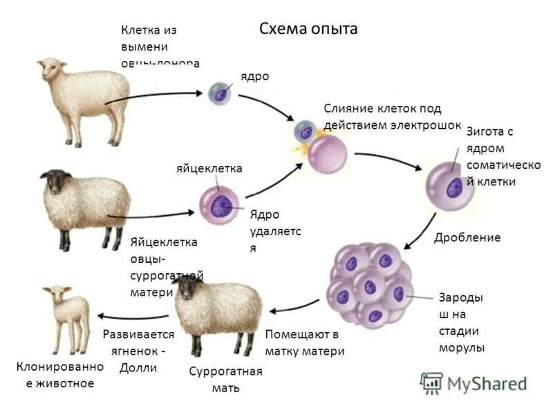 Клонирование овцы методом переноса ядра. Клонирование биотехнология схема. Эритроциты созревают в. Схема образования гамет (половых клеток ) гаметогенез. Соматическая клетка млекопитающего.