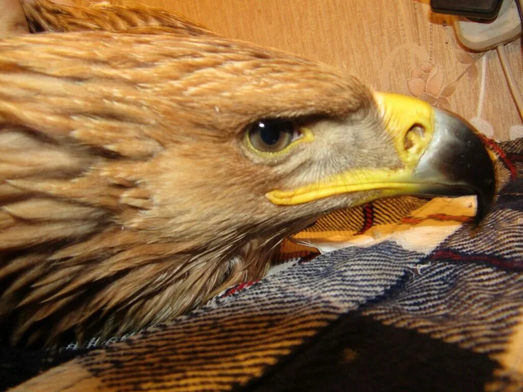 Солнечный орел ульяновск. Солнечный орел ульяновск. Птенец совы ульяновск. Солнечный орел ульяновск. Солнечный орел ульяновск.