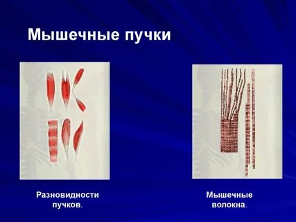 Пучки мышц