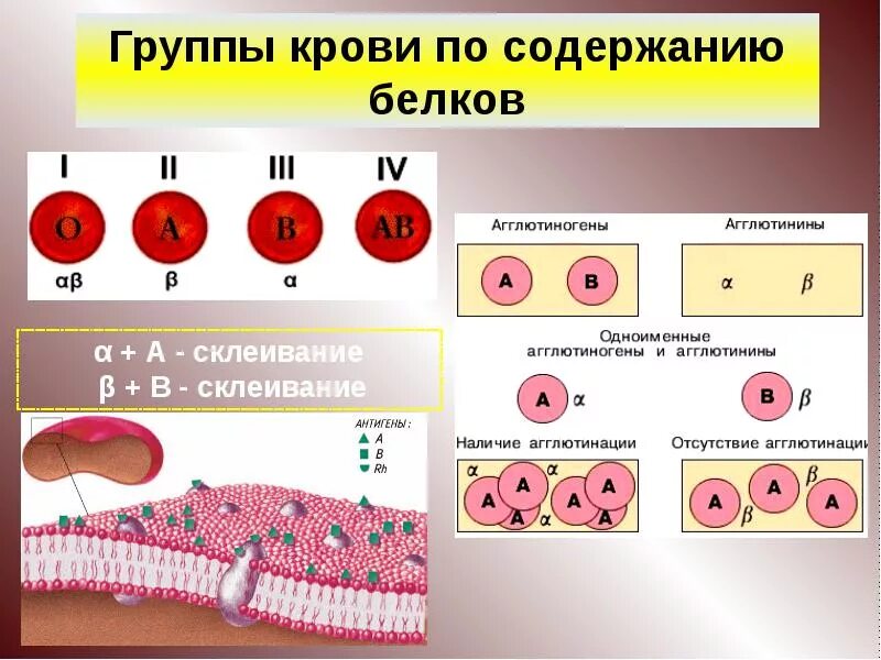 3 группа крови голубая. Группа крови. Кровь группы крови. Различия групп крови. Группы крови антигены и агглютинины.