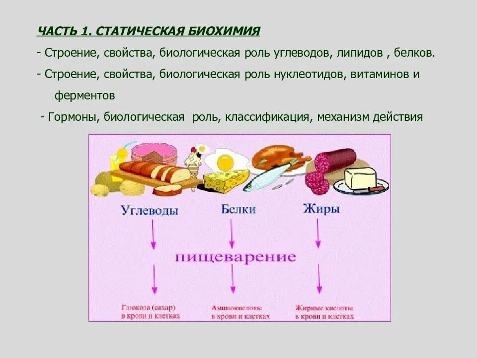 Основные пищевые углеводы биохимия. Роль белков жиров и углеводов. Строение углеводов пищи. Белки жиры углеводы биохимия.