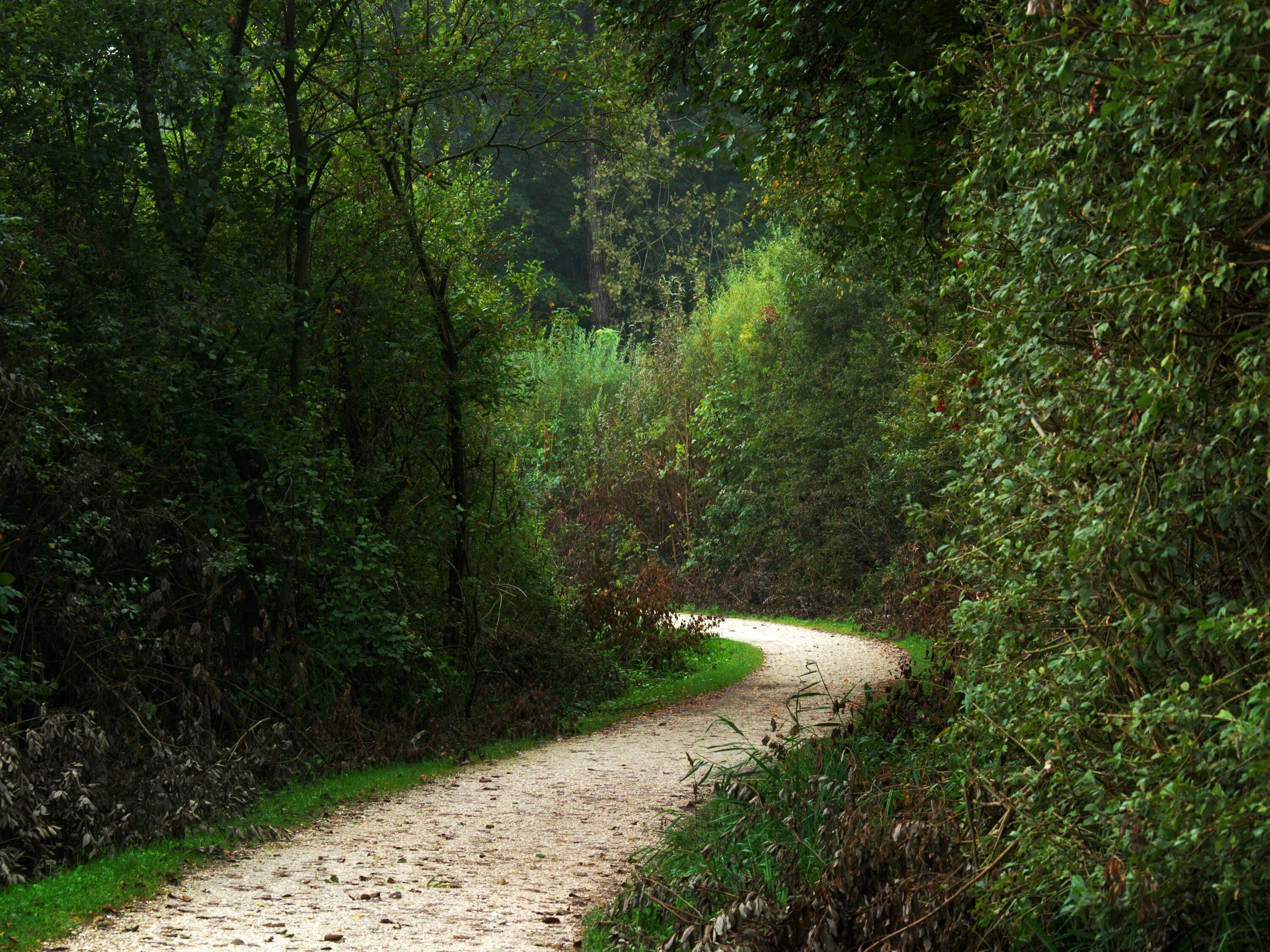 Forest paths