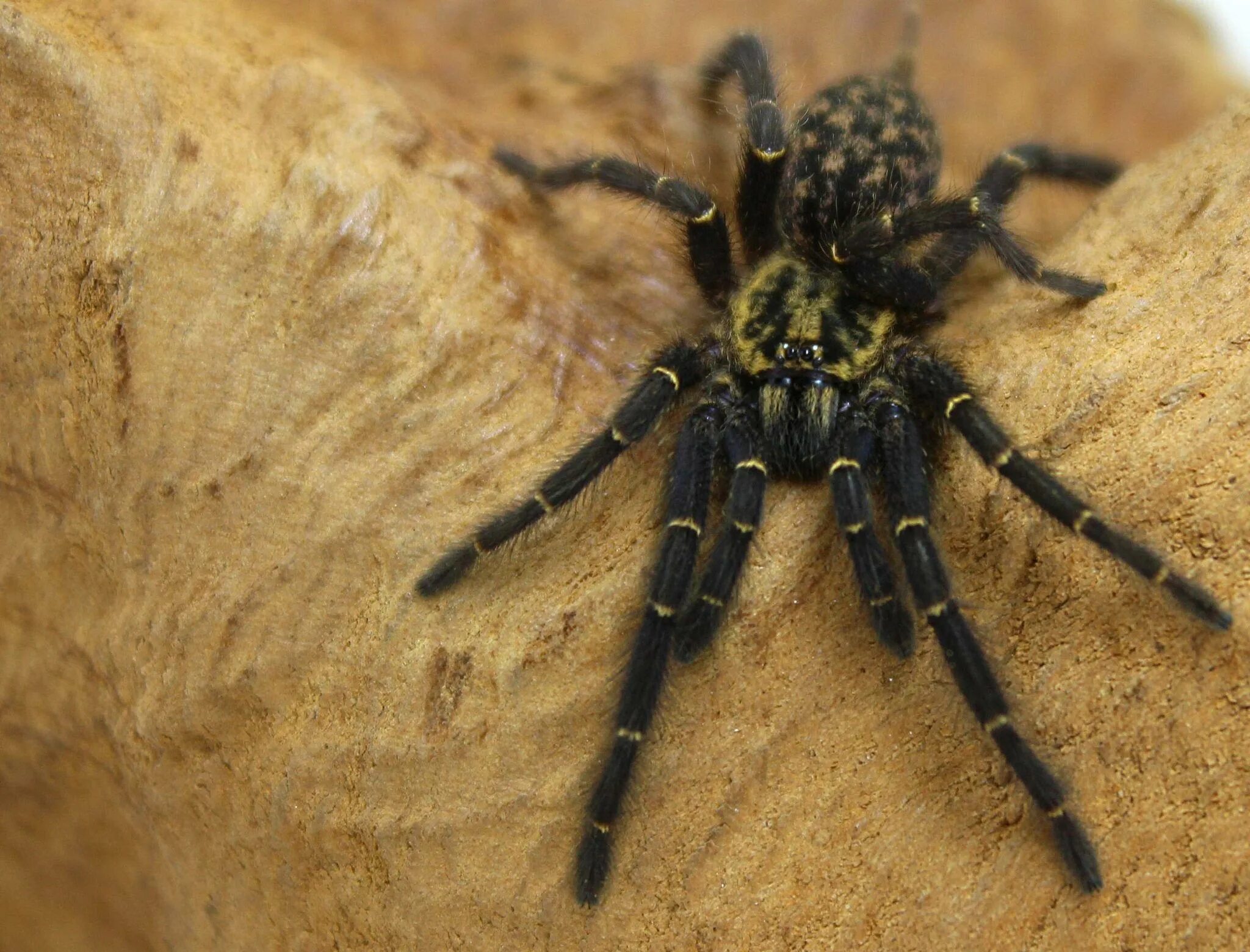 Паук какое царство. Heterothele gabonensis. паук тарантул и скорпион. царство пауков (королевство пауков). heterothele villosela.