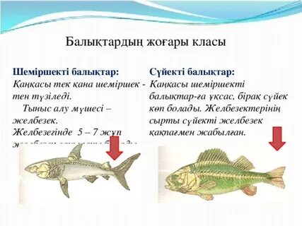 Порно башқұрт мұғалімдері