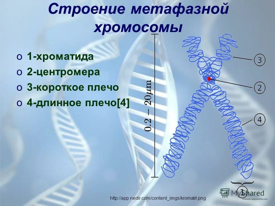 Наследственный материал хромосомы