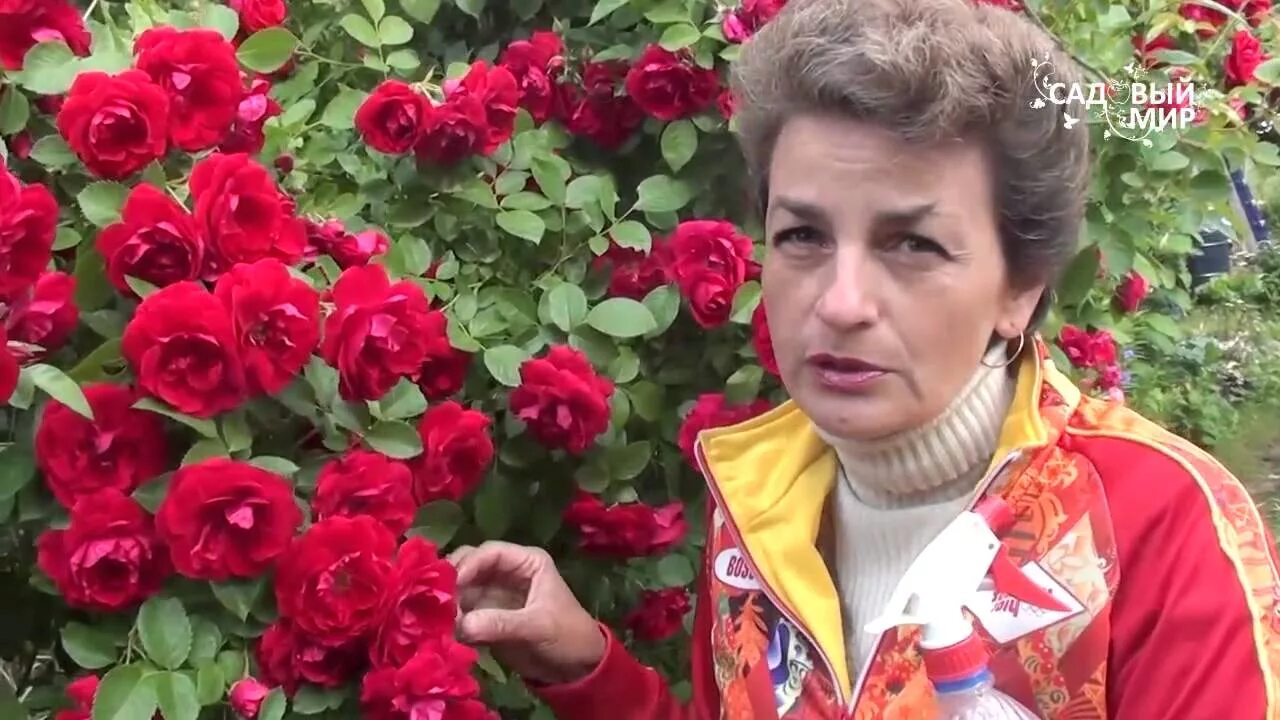 Садовый мир с натальей петренко. Ваточник сирийский. Садовый мир с натальей петренко. Сад натальи петренко. В гостях садовый мир экскурсии по цветнику.