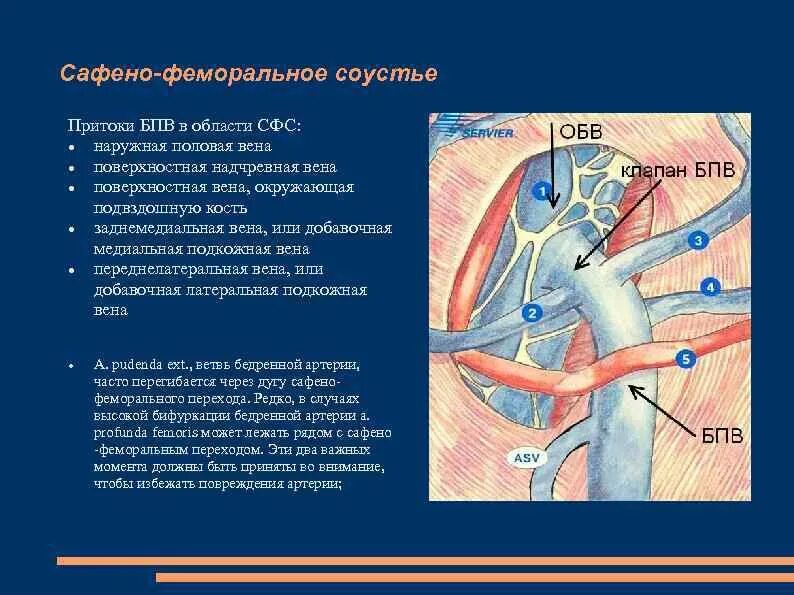 Сафено кавернозный анастомоз. Клапан сафено феморального соустья. Несостоятельность сафено-феморального соустья. Притоки большой подкожной вены в области соустья.