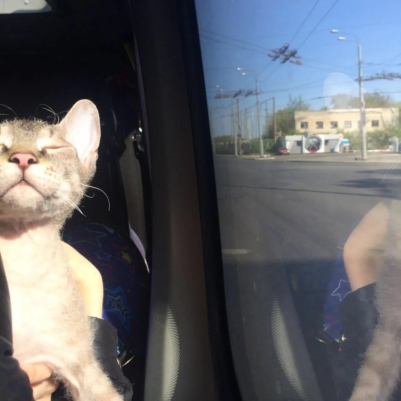 Кошка едет в автобусе. Кот в машине. кот автобус. котик в автобусе.