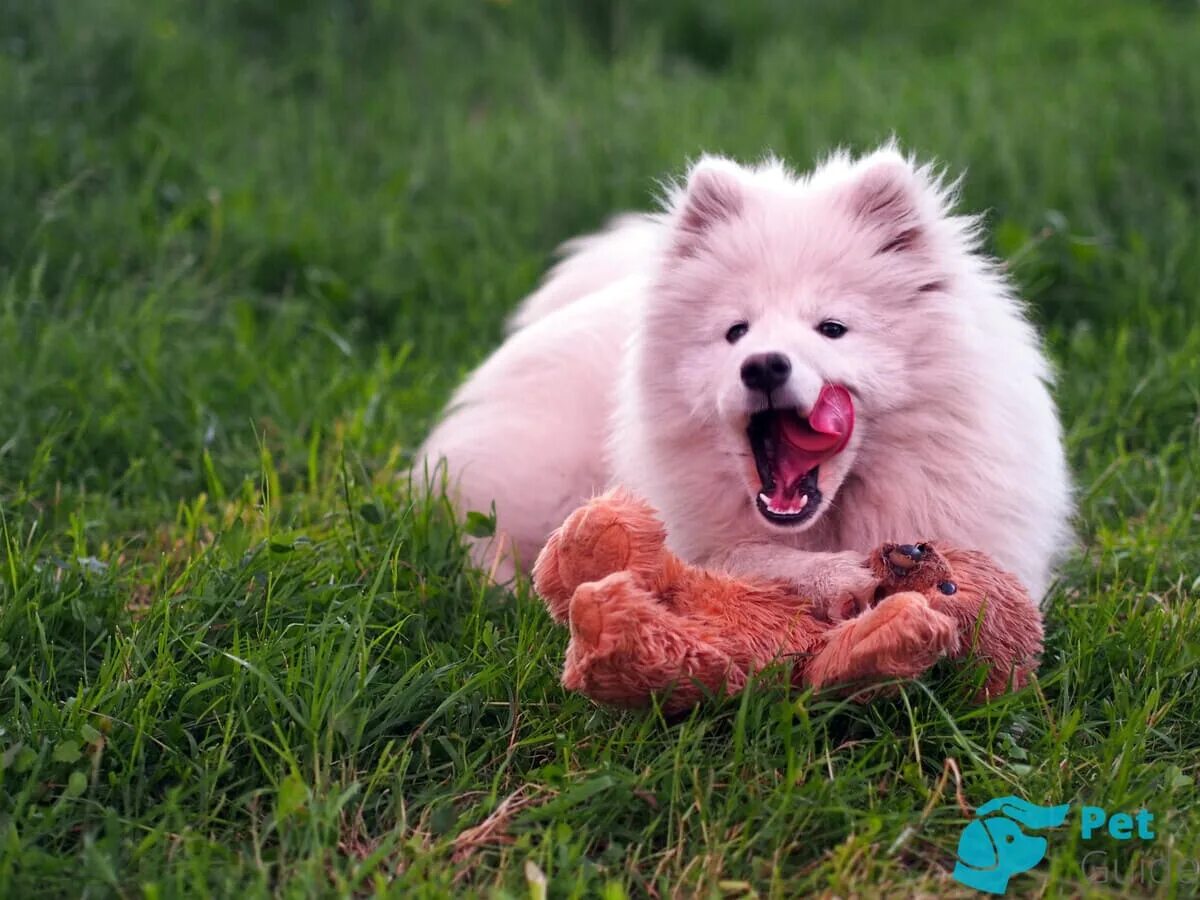 Розовая белая собака. Собака шпиц беленькая. Мальтийская болонка харт. Розовая белая собака. Розовая собачка.