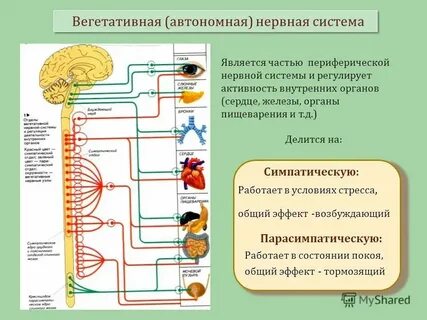 Автономная система регулирует
