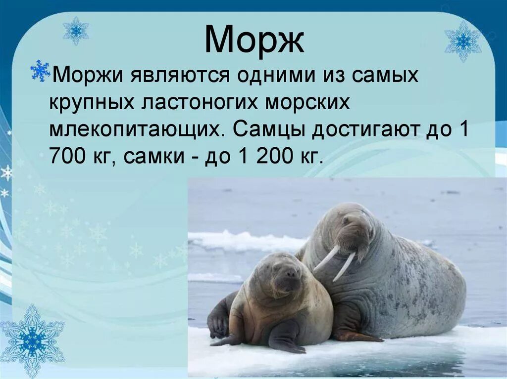 Морж описание. Доклад про моржа. Интересные факты о моржах. Морж презентация.