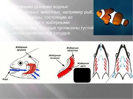Жаберное дыхание представители