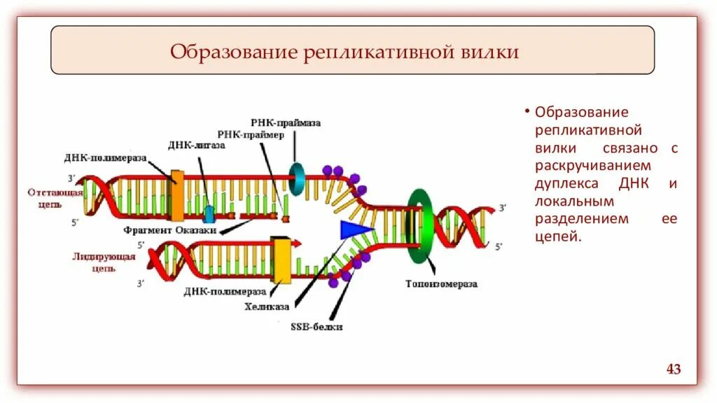 Какой цифрой на схеме обозначена репликационная вилка. Схема репликационной вилки днк. праймаза хеликаза. репликативная вилка. строение репликативной вилки.