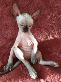 Котенок мальчик сфинкса