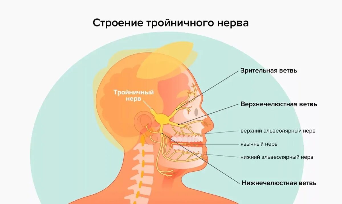 Троичный лицевой нерв. Невралгия тройничного нерва симптомы. Неврология 3 ветви тройничного нерва. Тройничный нерв симптомы.