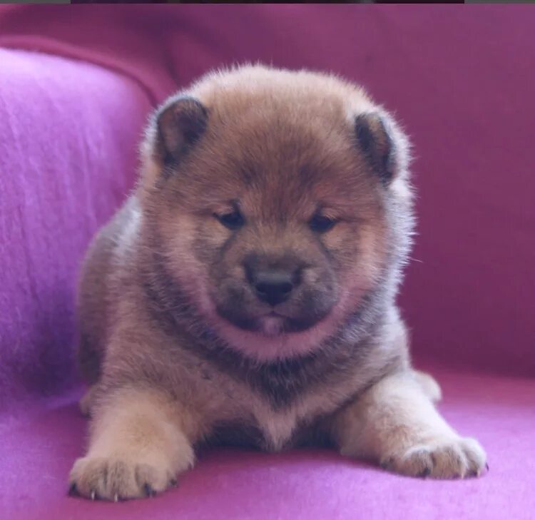 питомник ротвейлеров. щенки в питомнике. питомник для животных. питомник собак пород. питомник собак пород.