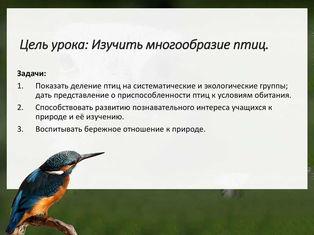 Многообразие и значение птиц биология 8 класс. Многообразие птиц. систематические группы птиц. экологические группы птиц. надотряд бегающие птицы.