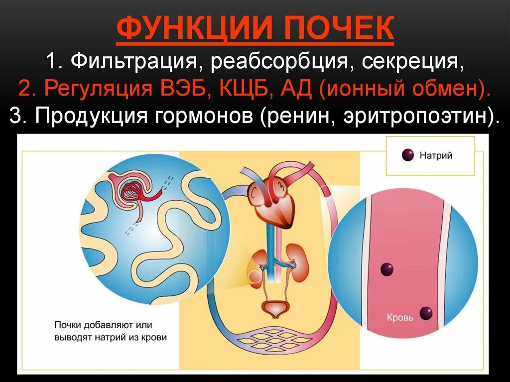 Фильтрация реабсорбция секреция в почках. Фильтрация реабсорбция секреция. функции почек секреция фильтрация реабсорбция. ионный обмен в почках.