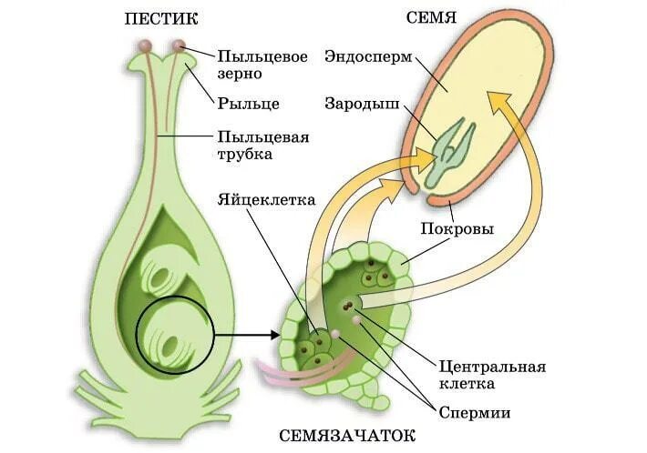 Строение пестика и оплодотворение. Схема двойного оплодотворения у покрытосеменных растений. Процесс двойного оплодотворения у растений. Схема двойного оплодотворения у растений.