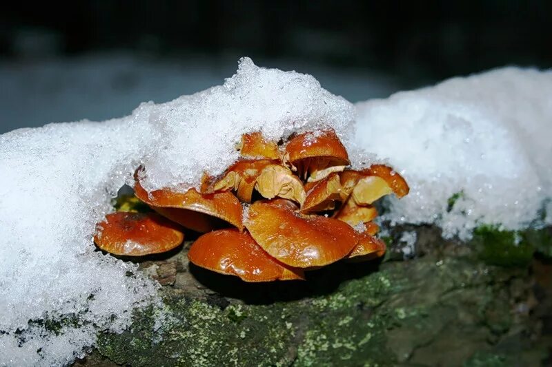 белый гриб зимой. зимние грибы. есть зимой грибы. грибы растущие зимой. есть зимой грибы.