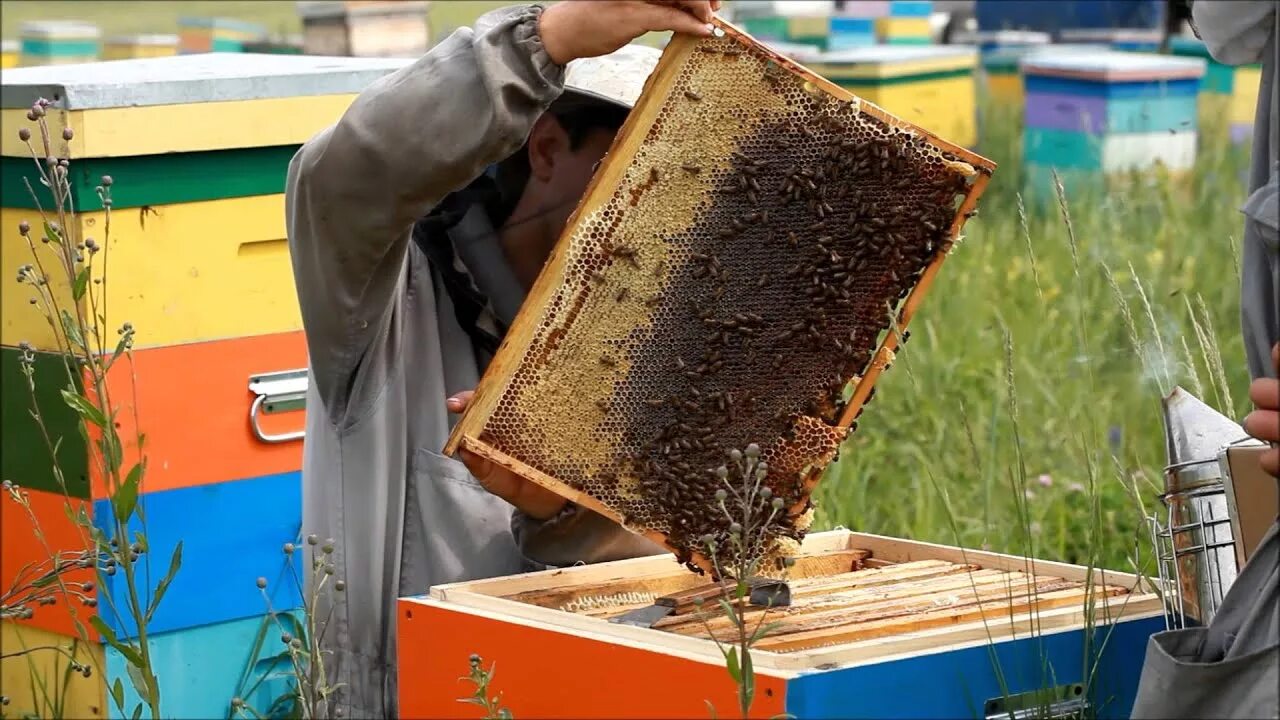 Видео пчеловодство новинки. Пчеловодство Беларуси. Пчеловодство для новичка. Современная пасека. Современное Пчеловодство.