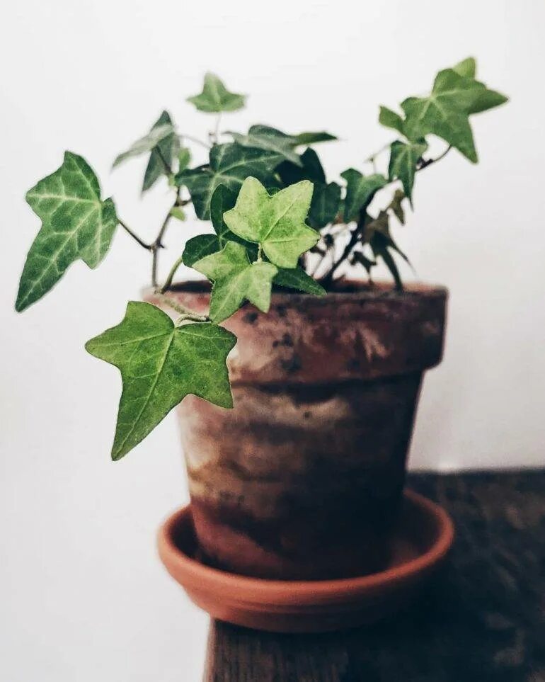 Как размножить плющ. Плющ обыкновенный черенки. Хедера размножение черенками. Хедера плющ отросток. Плющ хедера черенкование.