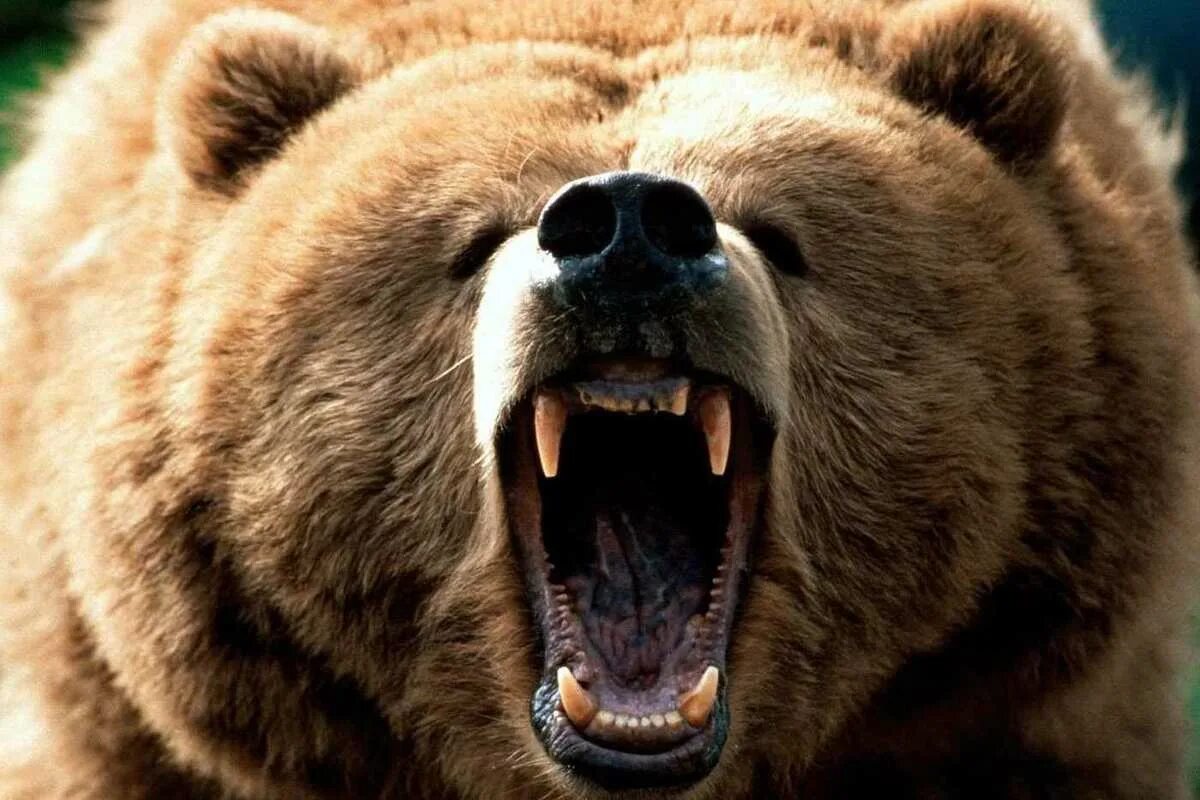 Как выглядит самый злой медведь Pin by Karina on Art Animals wild, Bear pictures, Bear photos