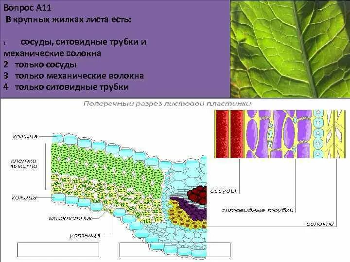Какой тканью представлены жилки. Сосуды жилки листа. Волокна жилки листа. Жилки листа состоят из. Строение сосудов листа.