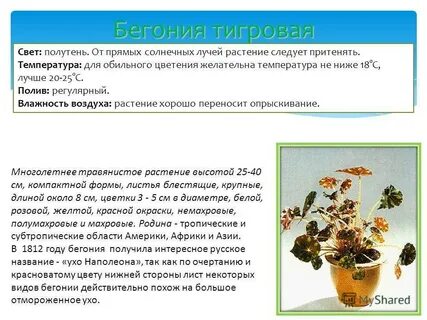 Бегония условия ухода
