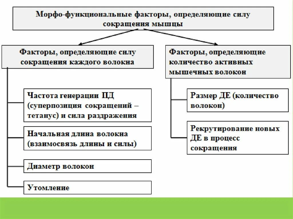 Генерирующие факторы. Факторы определяющие силу мышц. Факторы определяющие силу и скорость сокращения мышц. Факторы определяющие силу скелетных мышц. Факторы, определяющие силу сокращения мышцы;.