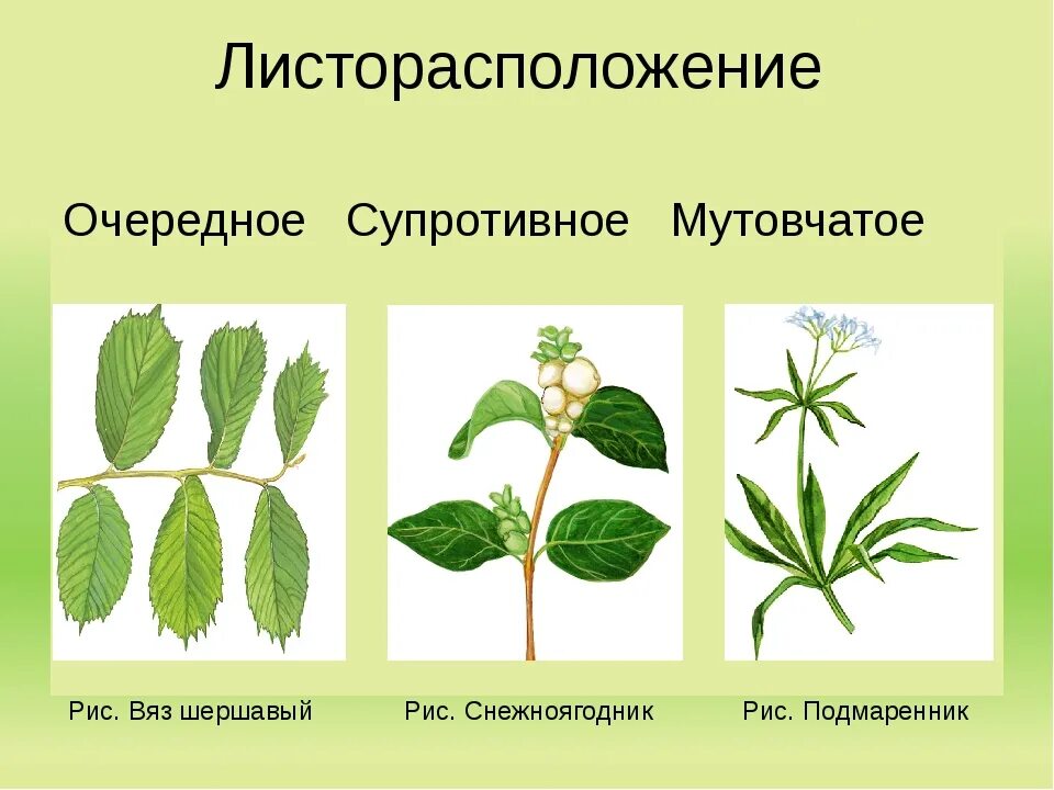 Каштан жизненная форма тип соцветия листорасположение. Очередное супротивное мутовчатое листорасположение. Бузина листорасположение. Супротивное жилкование. Мутовчатое супротивное розеточное.