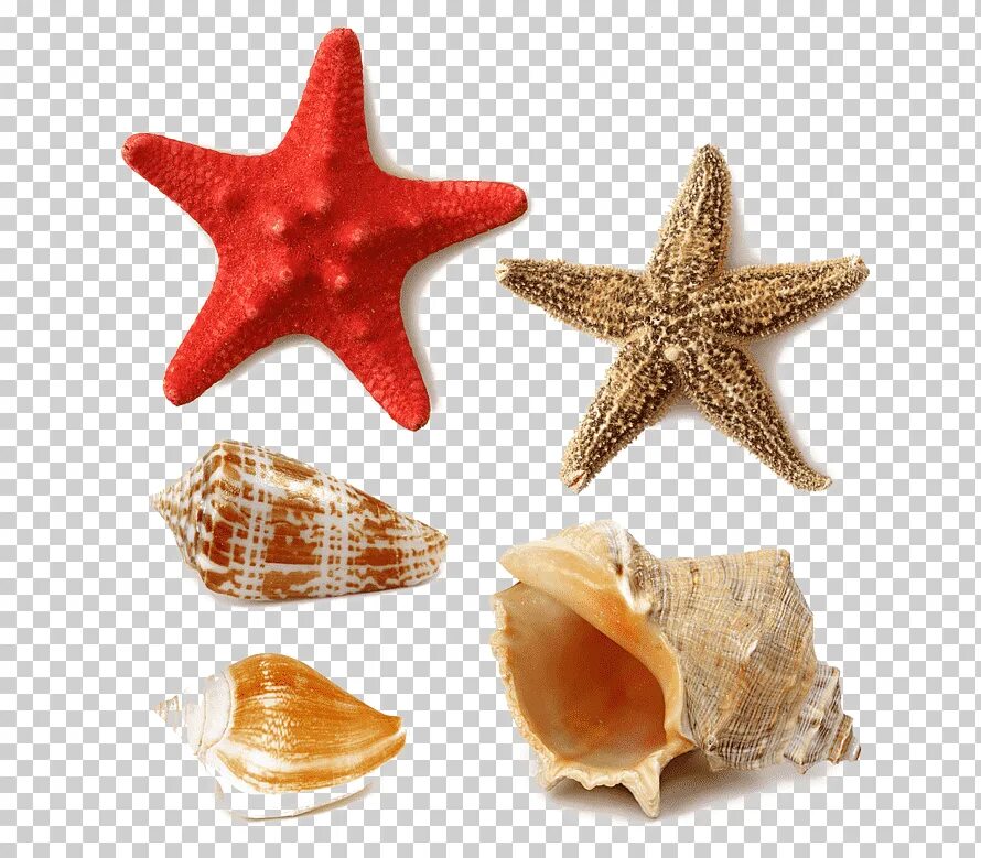 Ракушки морская звезда. Ракушки и морские звезды. Морская звезда на белом фоне. Морская звезда на прозрачном фоне. Морская звезда вектор.