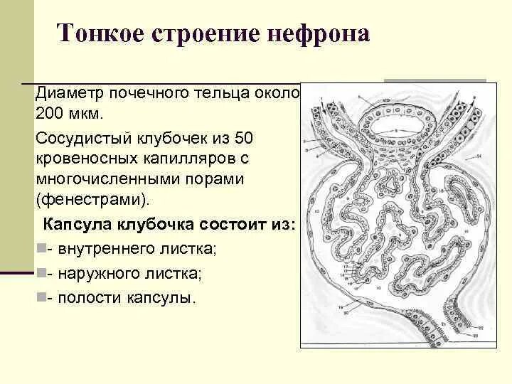 Гистофизиология нефрона. Гистофизиология нефрона