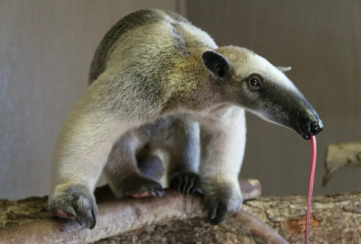 Муравьед какое животное. Anteater муравьед. Животные южной америки муравьед. Гигантский муравьед. Гигантский муравьед южной америки.