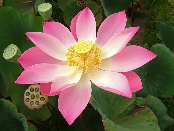Лотос орехоносный цветок. Лотос орехоносный (nelumbium speciosum). Растение лотос орехоносный. Nelumbo nucifera). Голубой лотос орехоносный.