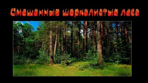 Плодородие смешанных лесов