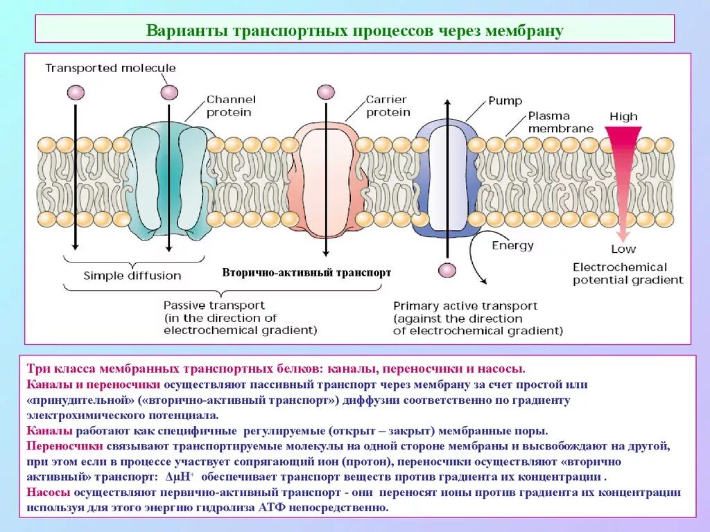 Белковый транспорт. Белки переносчики пассивный транспорт. Белки переносчики клеточных мембран. Белковые каналы и белки переносчики. Транспортный белок мембраны.