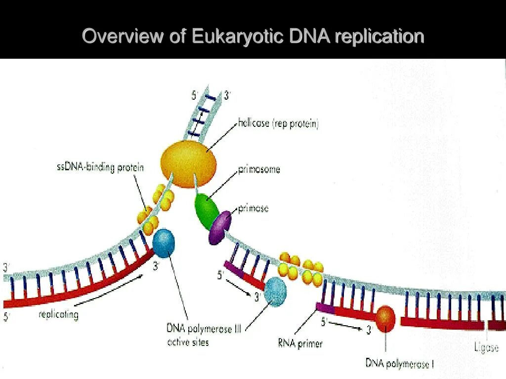 ДНК полимераза репликация ДНК. Eukaryotic DNA Replication. Элонгация репликации биохимия. Элонгация репликации ДНК.