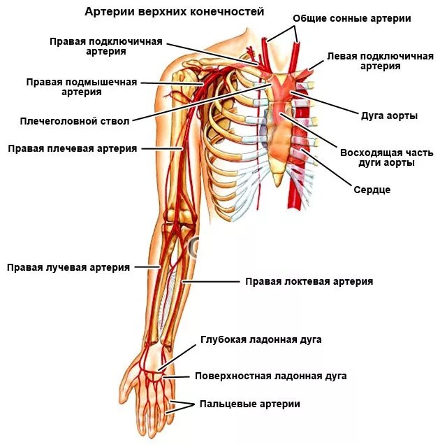 Артерии верхней конечности схема. Артерии верхней конечности кт анатомия. Кровоснабжение верхней конечности топографическая анатомия. Схема артериального кровотока верхней конечности. Кровообращение верхней конечности