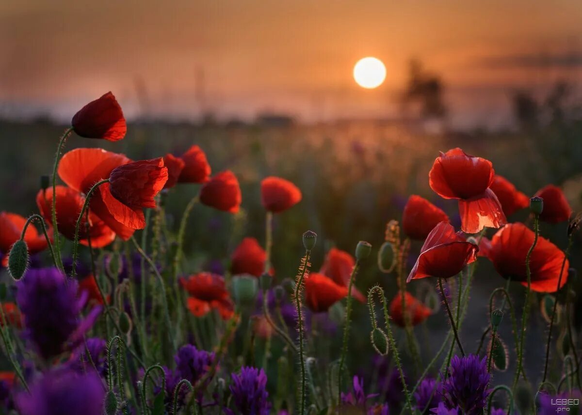 Поле цветов на рассвете. Красивое поле цветов. Цветы на фоне заката. Цветочное поле. Пейзажи с цветами.