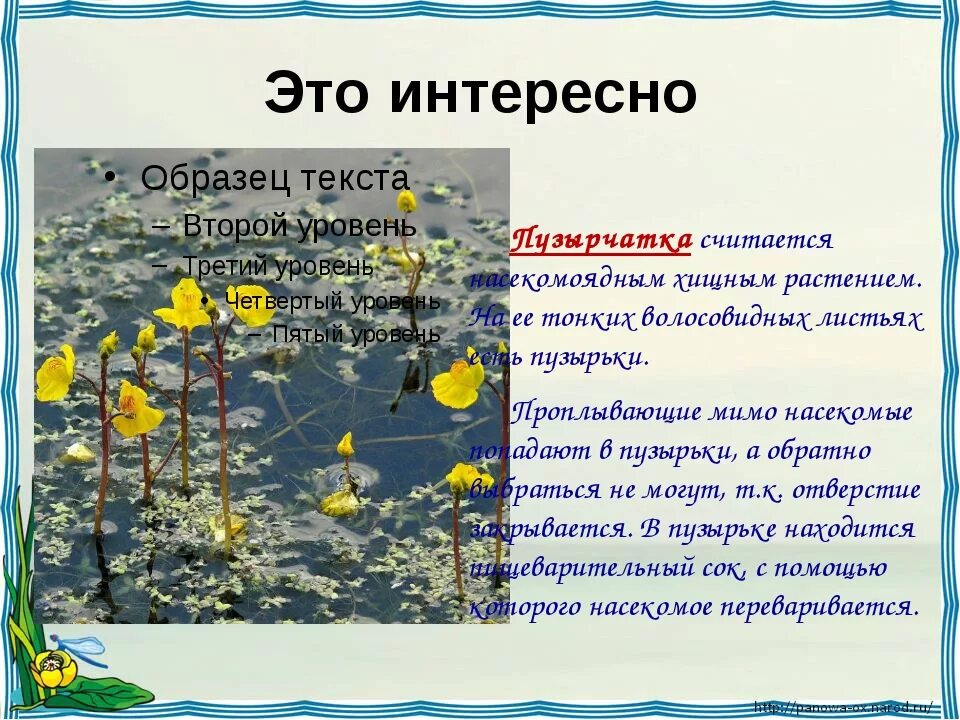 Интересные факты о пруде. Интересные факты о пресных водоемах. Жизнь в прекрасных водоемах. Интересные факты о водных растениях. Окружающий мир жизнь пресных водах