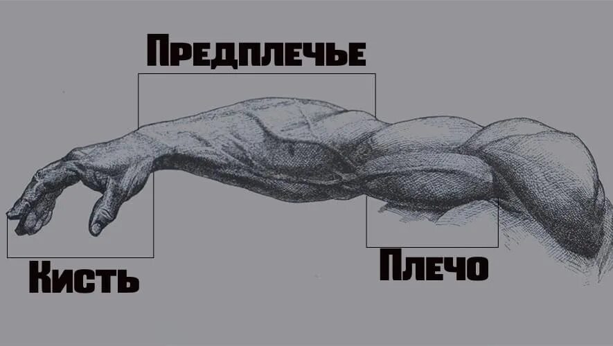 Где у человека предплечье картинка. Мышцы руки. предплечье человека. плечо и предплечье. части тела человека предплечье.