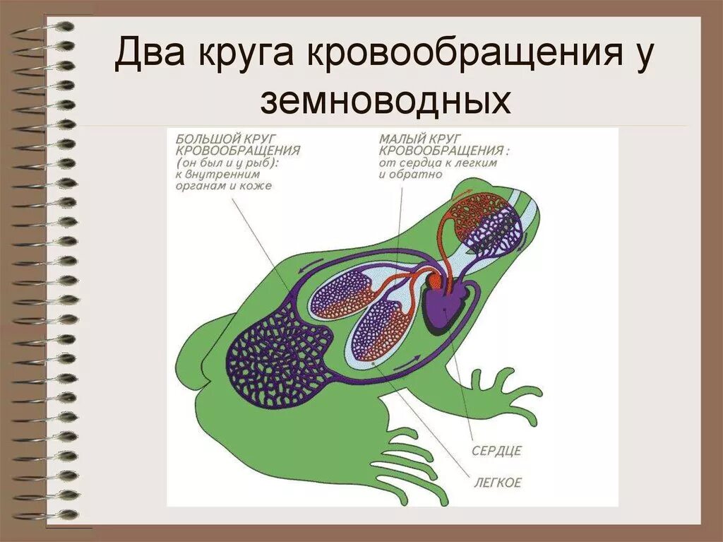 В желудочке земноводных находится. Малый и большой круг кровообращения земноводных. Строение кровеносной системы земноводных. Схема малого круга кровообращения у земноводных. Кровеносная система земноводных 7 класс биология.