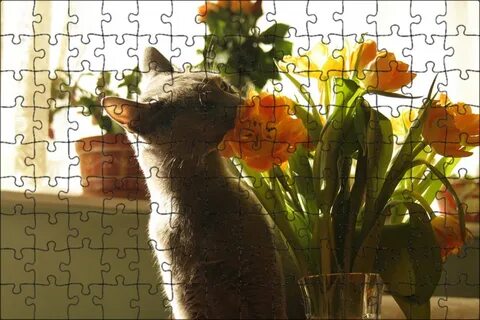 Кот с цветами