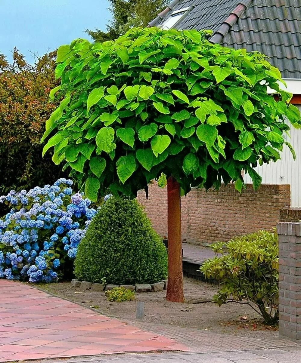 Катальпа бигнониевидная (Catalpa bignonioides). Кальтапа бегониевидеая. Катальпа бигнониевидная Nana. Крупные деревья купить