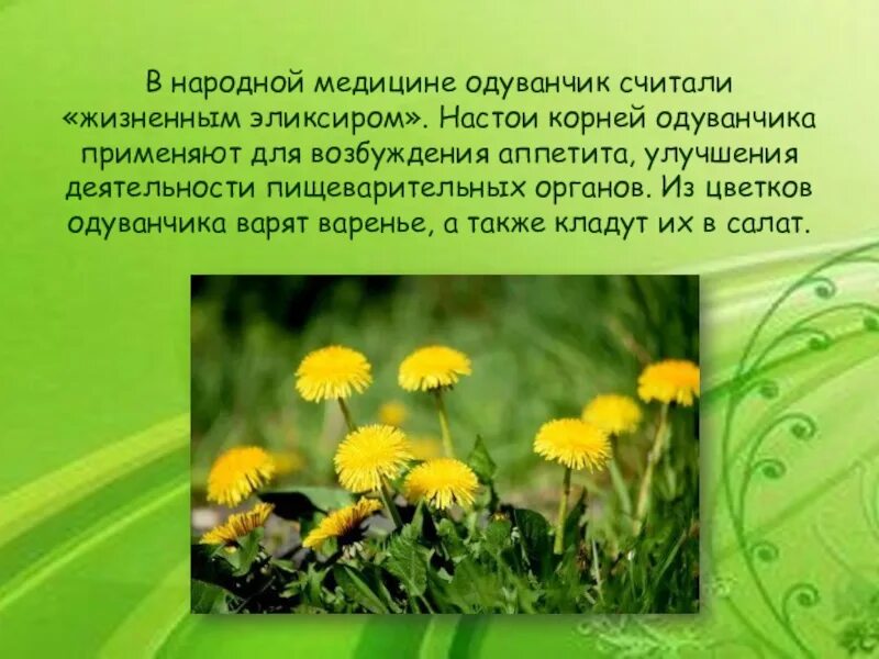 Почему одуванчик так называется. Одуванчик в медицине. корень одуванчика. вывод про одуванчик. интересные факты о одуванчике.