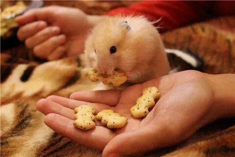 Джунгарики кусаются